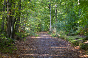 Photo chemin dans la forêt de Grimbosq